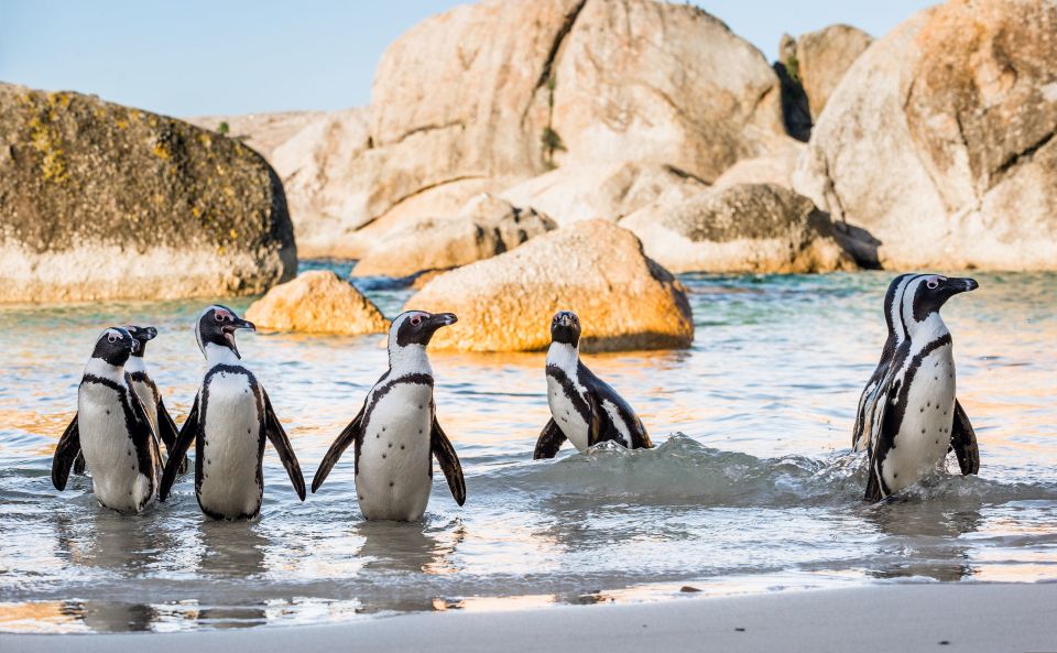 Penguins walking on the beach shore