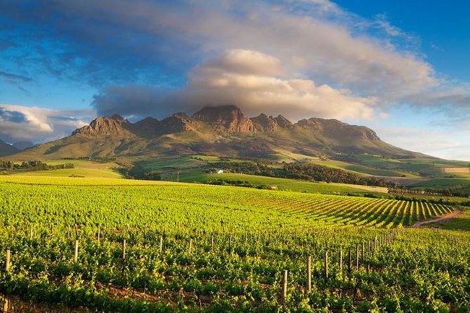 A valley with vineyards and mountains in the background