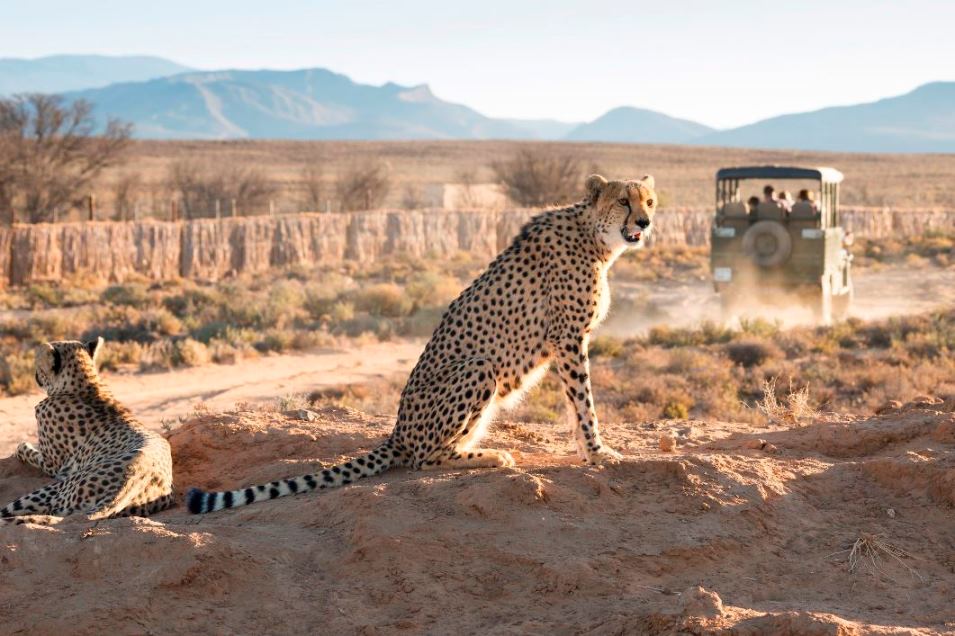 Two cheetah and a group of tourists driving in a 4x4