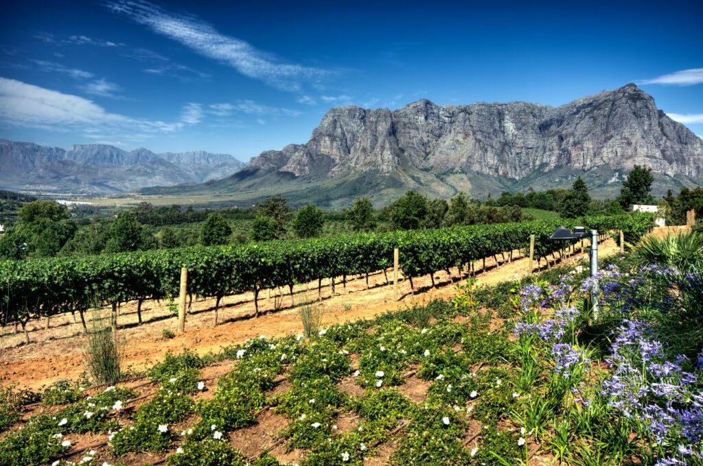 Cape Winelands with vineyards and mountains in the background
