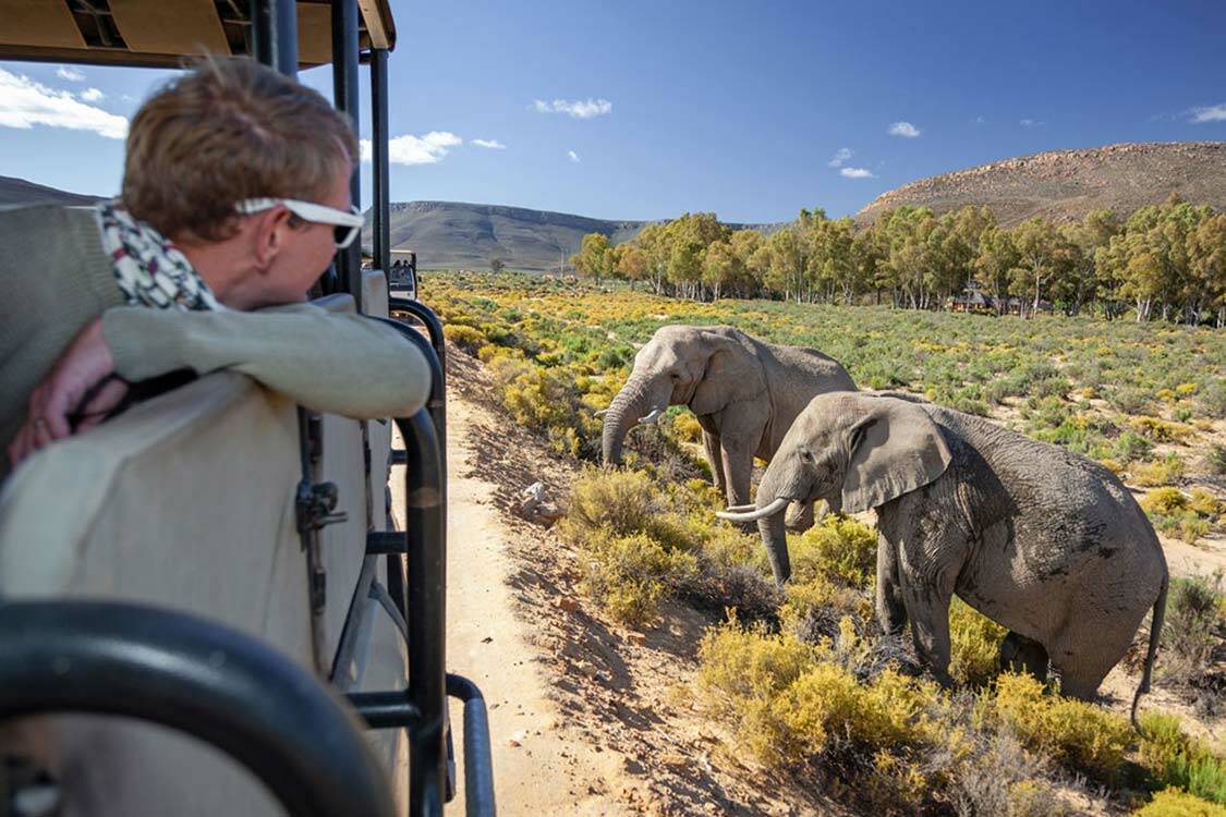 A man looking at elephants from he's safari vehicle