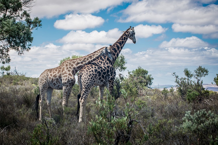 Two giraffe standing next to each other in the wilderness