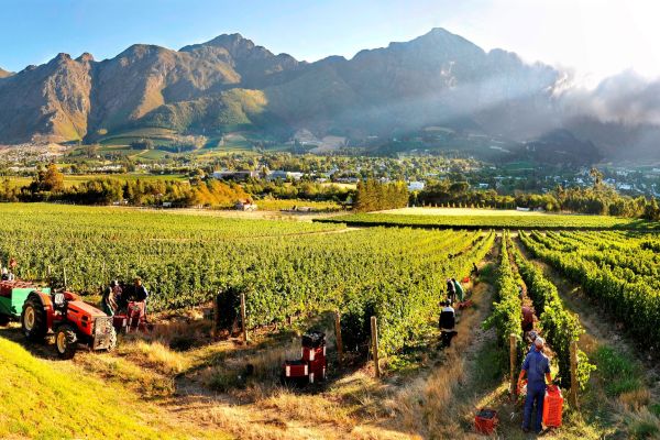 A wine estate with farm workers on it