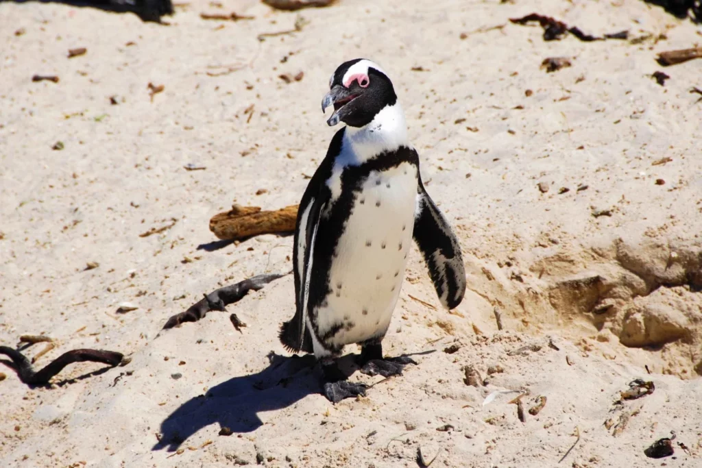 One penguin walking on the beach