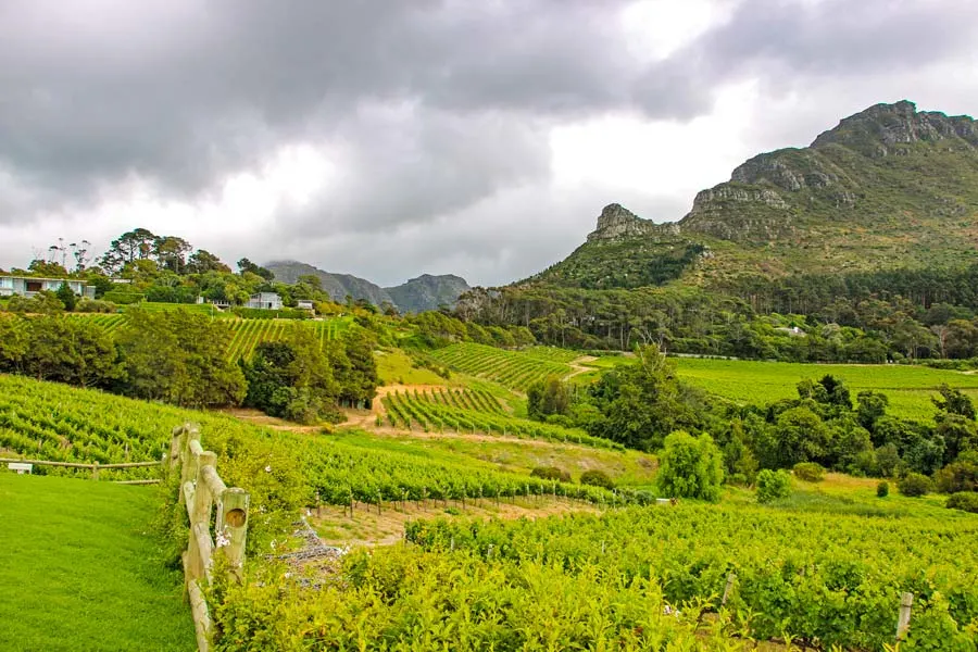 Vineyards in the mountains