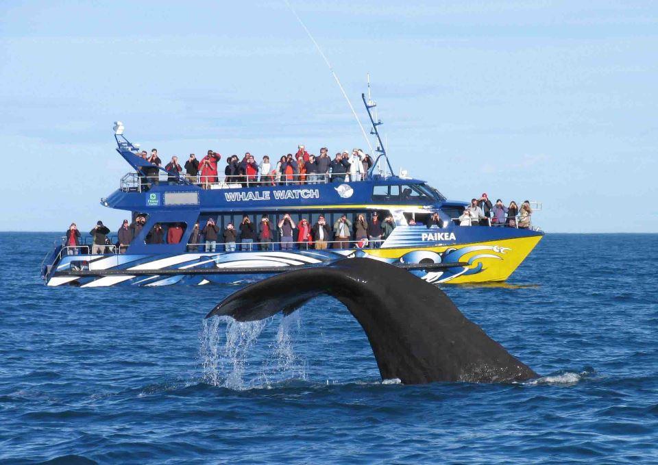 A boat full of people looking at a whale